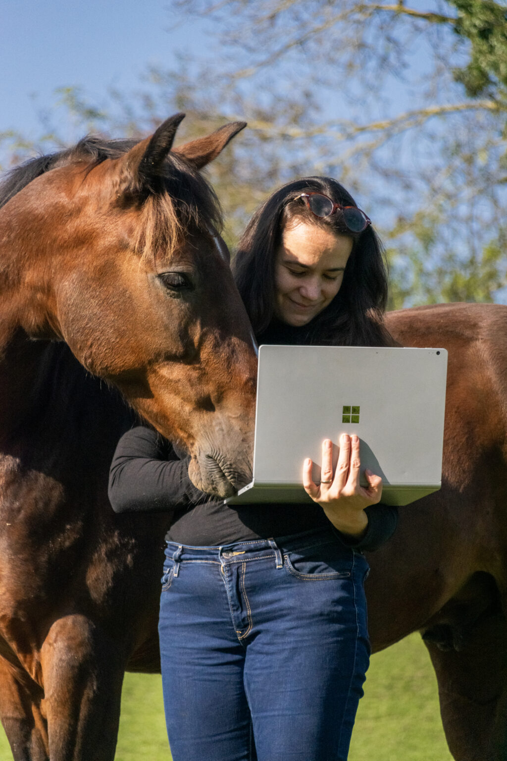 cheval qui regarde l'ordinateur